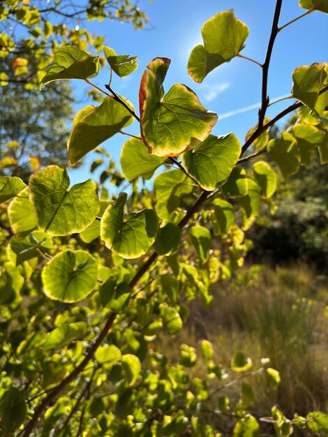 Foto vista en bajo ángulo de las hojas en el árbol