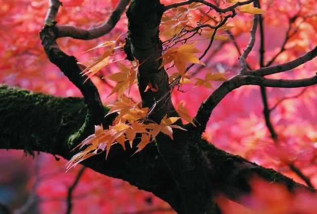 Foto vista de ángulo bajo de las hojas de arce en el árbol durante el otoño