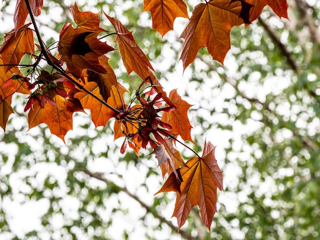 Foto vista de ángulo bajo de hojas de arce en el árbol