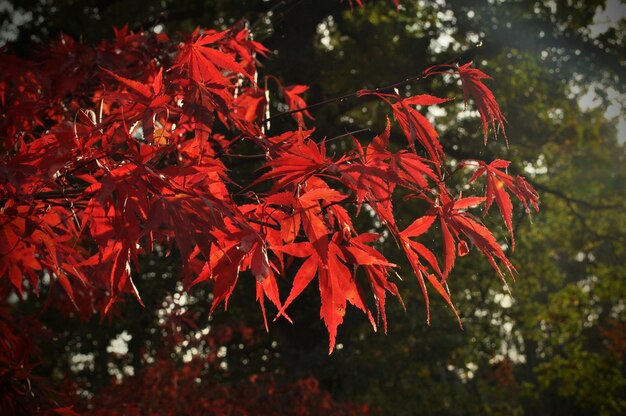 Foto vista de ángulo bajo de las hojas de arce rojo en el árbol durante el otoño