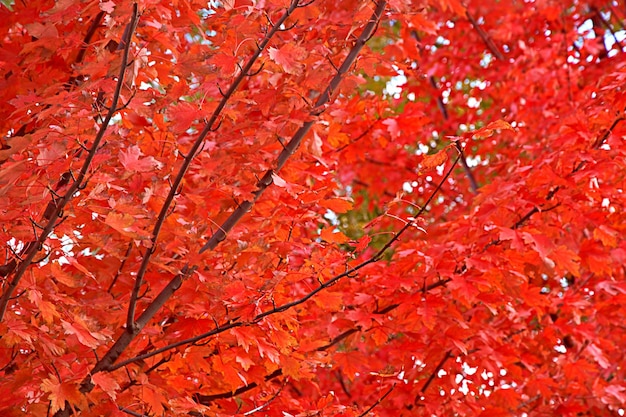 Foto vista de ángulo bajo de hojas de arce rojo en el árbol