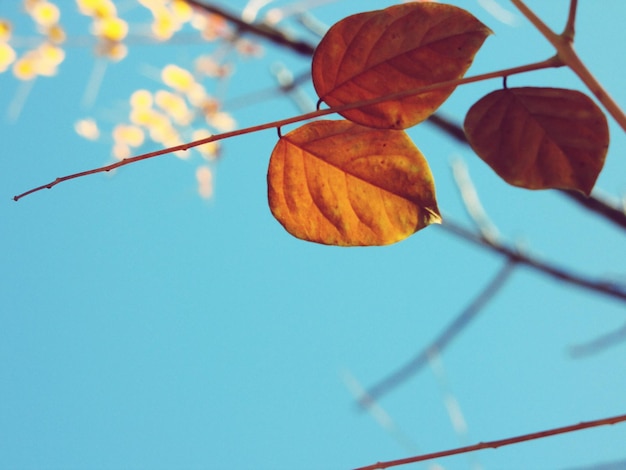 Foto vista en bajo ángulo de las hojas contra el cielo