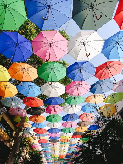 Vista de ángulo bajo de hojas multicolores