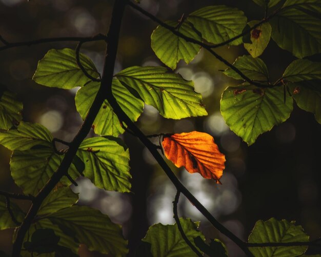 Foto vista en bajo ángulo de las hojas de naranja en la planta