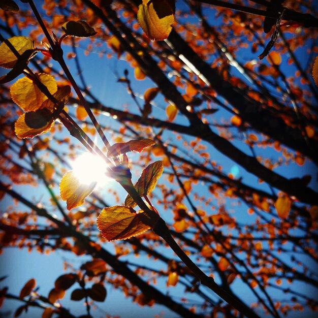 Foto vista de bajo ángulo de las hojas de otoño en el árbol