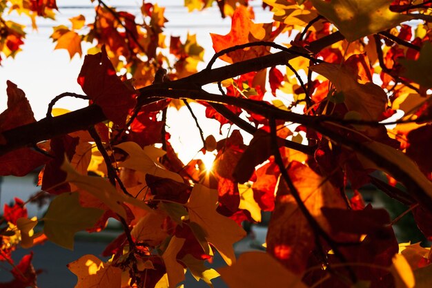 Vista de ángulo bajo de las hojas de otoño contra los árboles