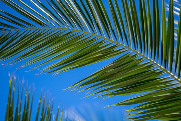 Foto vista desde un ángulo bajo de las hojas de la palmera