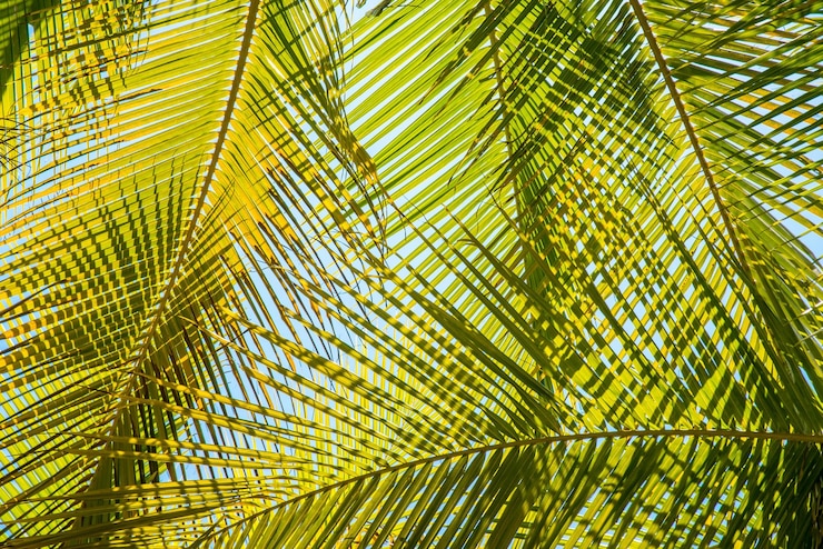 Foto vista desde un ángulo bajo de las hojas de la palmera