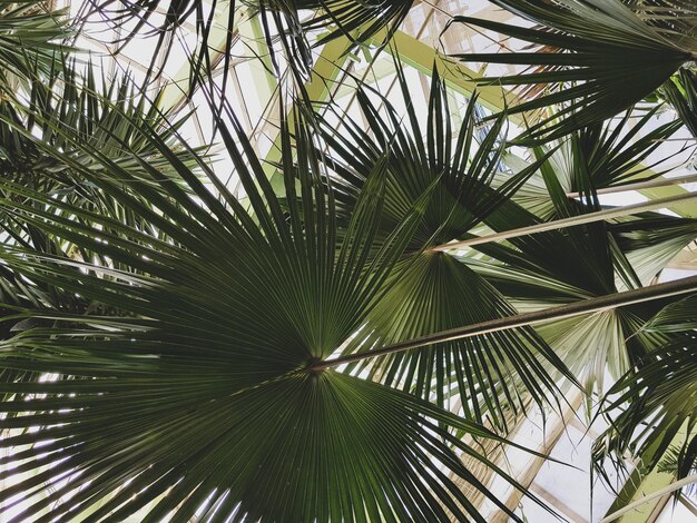 Foto vista desde un ángulo bajo de las hojas de la palmera