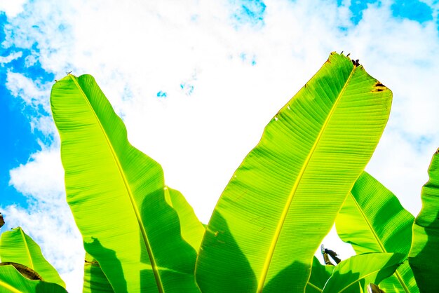 Foto vista de ángulo bajo de las hojas de la planta contra el cielo