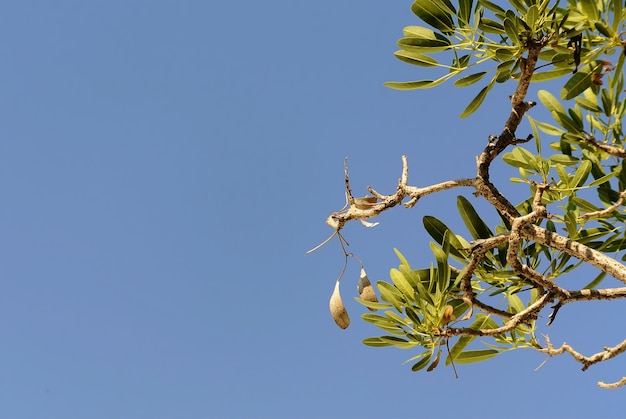 Vista de ángulo bajo de las hojas y ramas de los árboles contra el cielo despejado