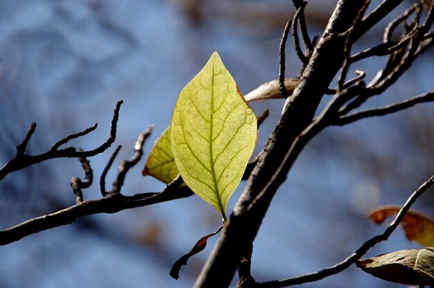Vista en bajo ángulo de las hojas en las ramas