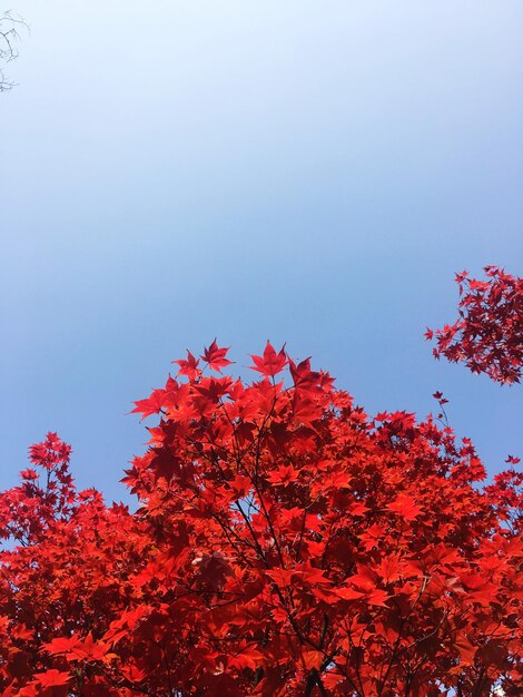 Vista de ángulo bajo de hojas rojas contra el cielo