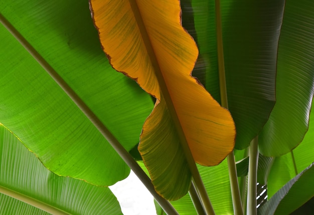 Foto vista en bajo ángulo de las hojas verdes de la planta