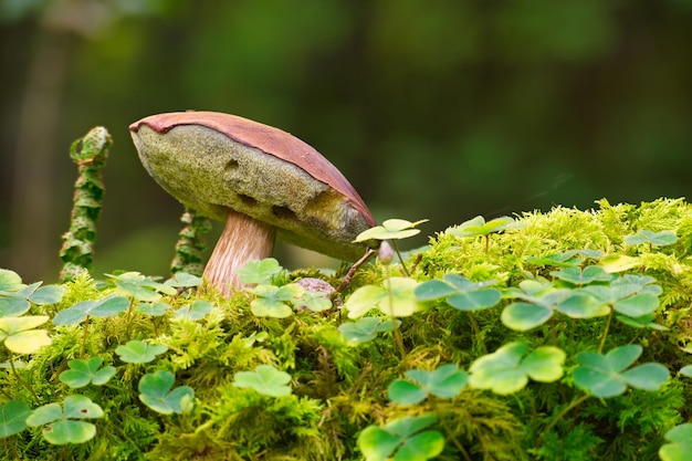 Vista en ángulo bajo de un hongo bolete de pino o bolete de bahía que crece sobre un exuberante musgo verde en un bosque