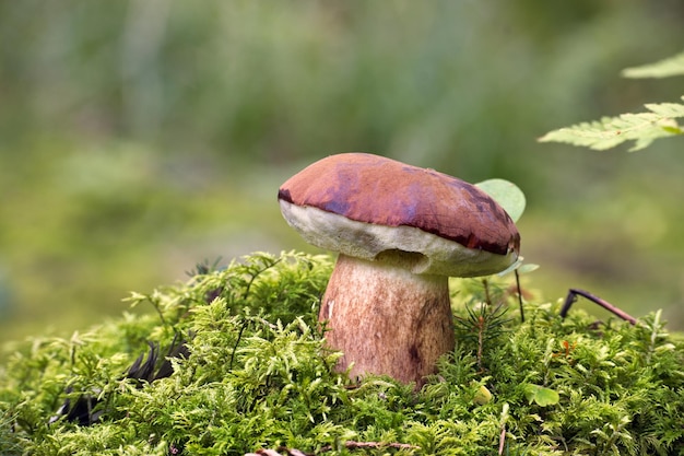 Vista de bajo ángulo del hongo Pine Bolete o Boletus Pinophilus que crece en el musgo verde exuberante en un bosque