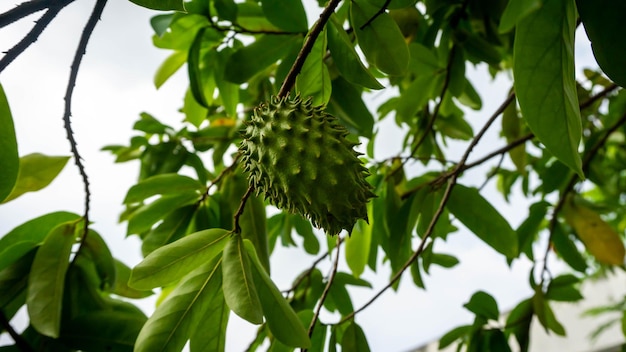 Vista de ángulo bajo del insecto en la planta