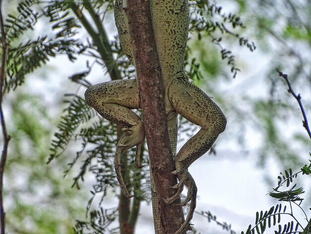 Foto vista de ángulo bajo de lagarto en árbol