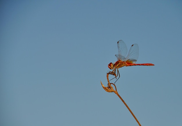 Foto vista de ángulo bajo de la libélula en la planta contra un cielo despejado