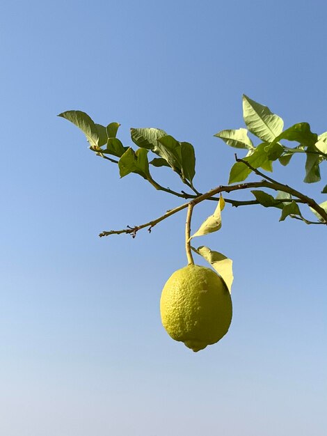 Foto vista de bajo ángulo de un limón en un árbol contra el cielo