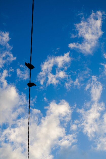 Vista de ángulo bajo de líneas eléctricas de silueta contra el cielo azul