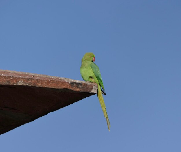 Foto vista de ángulo bajo de un loro posado en el cielo azul