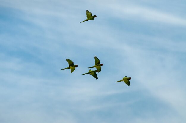 Foto vista de ángulo bajo de loros volando en el cielo