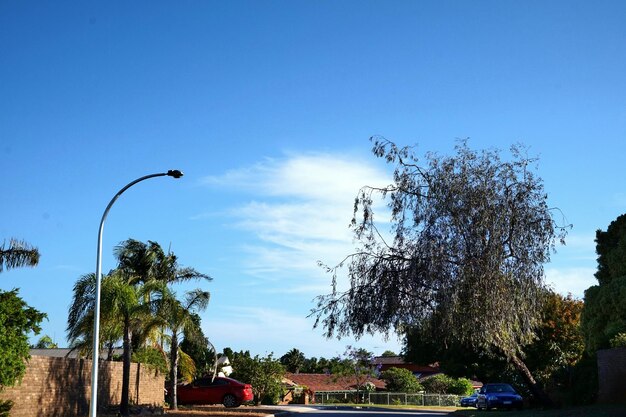 Foto vista de ángulo bajo de la luz de la calle y los árboles contra el cielo azul