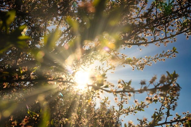 Foto vista de bajo ángulo de la luz solar que atraviesa el árbol