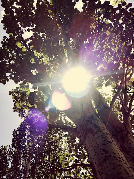 Foto vista de ángulo bajo de la luz solar que fluye a través del árbol