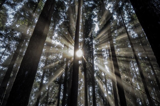 Foto vista de ángulo bajo de la luz solar que fluye a través de los árboles en el bosque