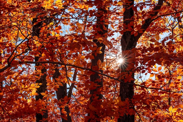 Foto vista de ángulo bajo de la luz solar que fluye a través de los árboles durante el otoño