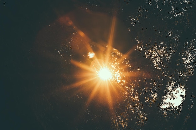 Vista de bajo ángulo de la luz solar que fluye a través de los árboles durante la puesta de sol