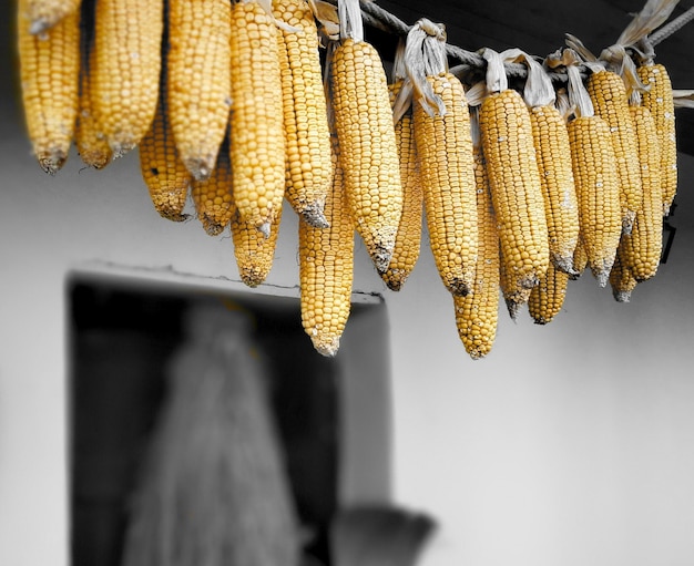 Foto vista en bajo ángulo de maíz colgado al aire libre