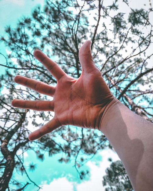 Foto vista de ángulo bajo de la mano contra el árbol