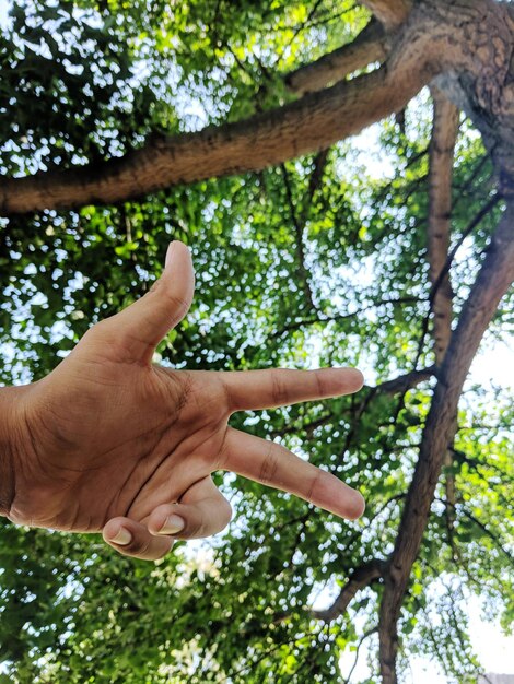 Foto vista de ángulo bajo de la mano gestando contra los árboles en el bosque