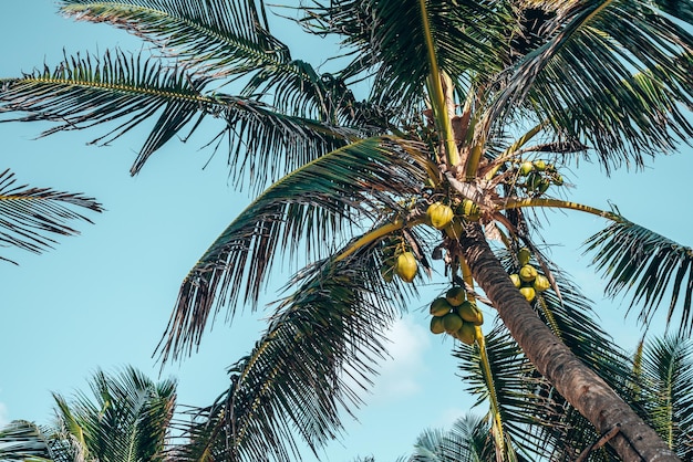 Vista de ángulo bajo de manojo de cocos frescos que crecen en palmera contra el cielo nublado azul. Racimo de cocos en palmera