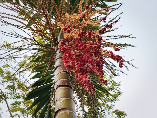 Vista de ángulo bajo del manojo de semillas de palma madura roja en palmera