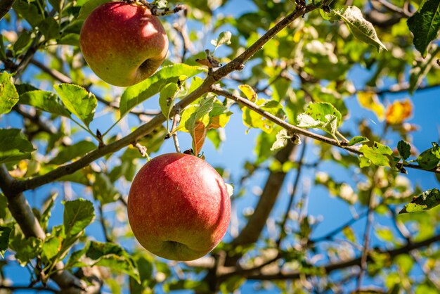 Foto vista de ángulo bajo de la manzana en el árbol