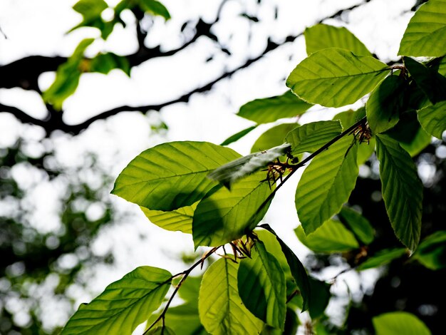 Foto vista de ángulo bajo de la mariposa en las hojas