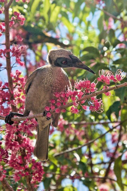 Vista de ángulo bajo de una mariposa posada en un árbol