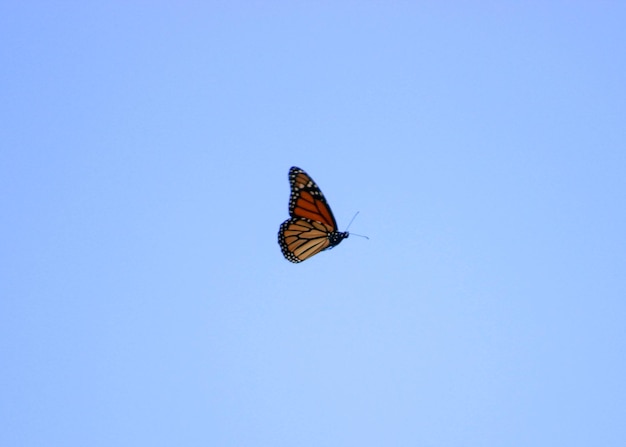 Foto vista de ángulo bajo de una mariposa volando contra un cielo azul claro