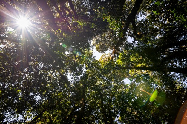 Vista de ángulo bajo mirando hacia arriba del árbol del bosque de abundancia en la montaña con destello de luz solar