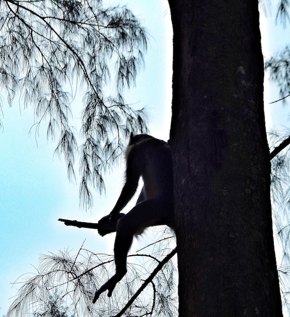 Vista de ángulo bajo de un mono en un árbol contra un cielo despejado
