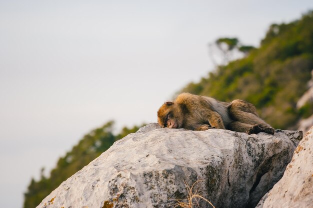 Foto vista de bajo ángulo de un mono durmiendo en una roca