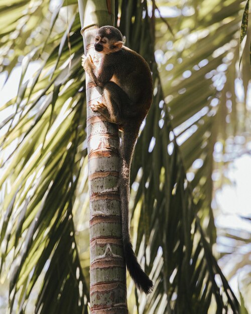 Foto vista de bajo ángulo de un mono en una palmera