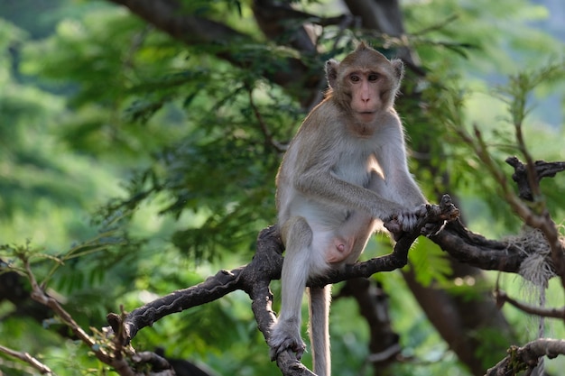 Foto vista de ángulo bajo de un mono sentado en un árbol