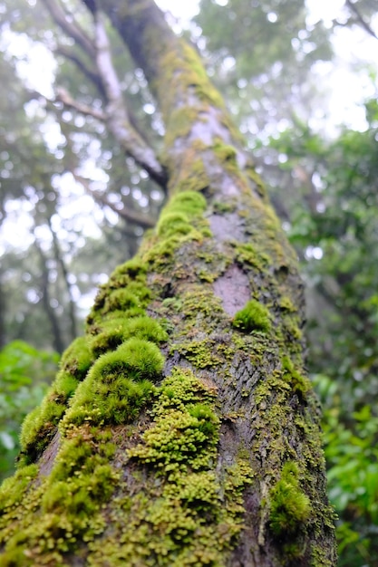 Vista en bajo ángulo del musgo que crece en el tronco del árbol