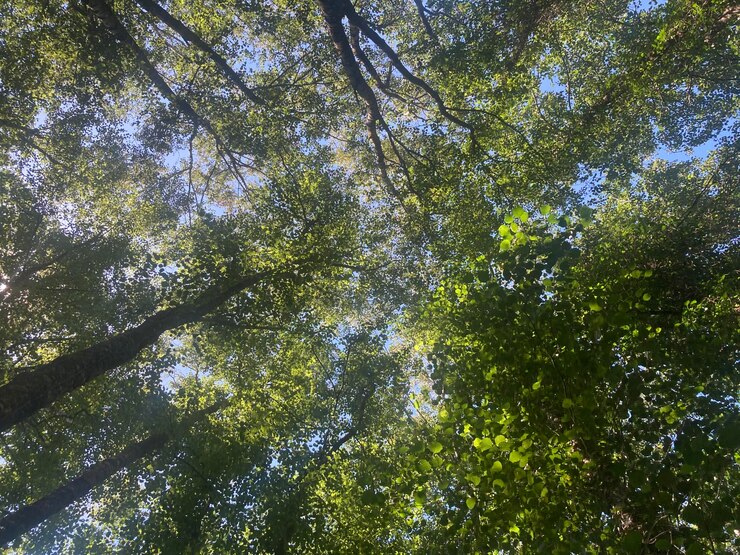 vista de ángulo nadir de los árboles y sus hojas y el cielo en el fondo