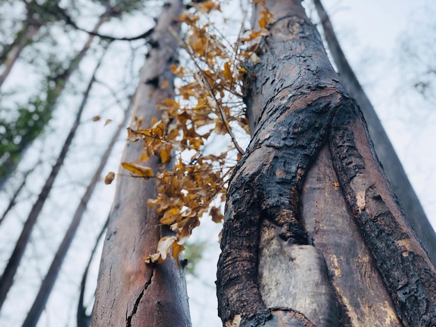 Foto vista en bajo ángulo de la nieve en el tronco del árbol